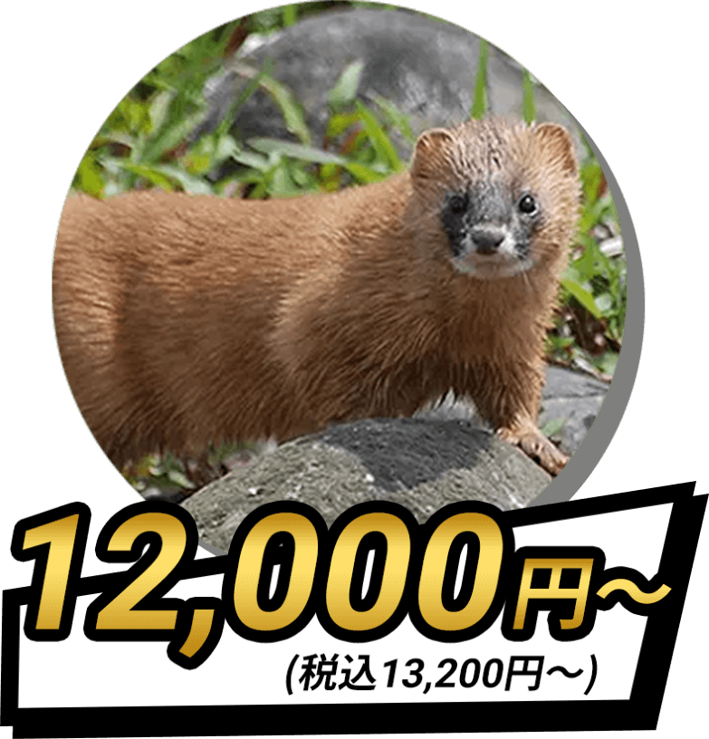 イタチ