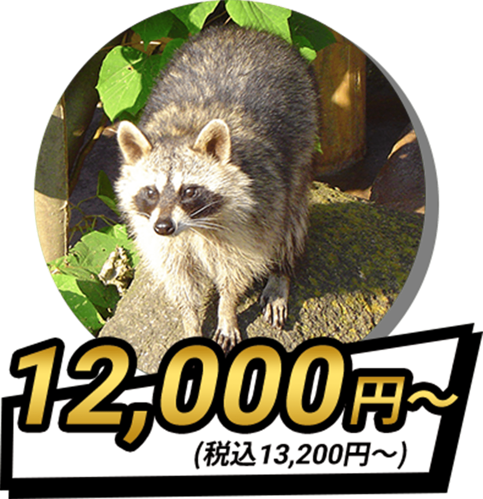 アライグマ
