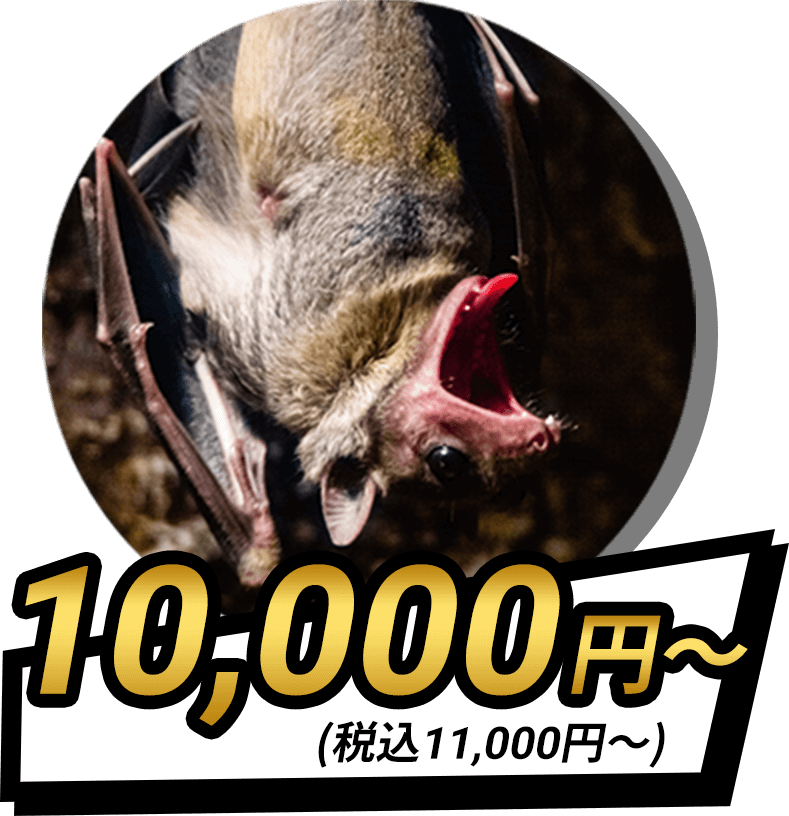 コウモリ