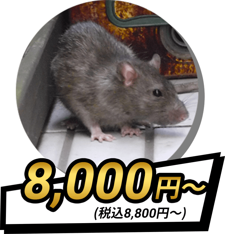 ネズミ