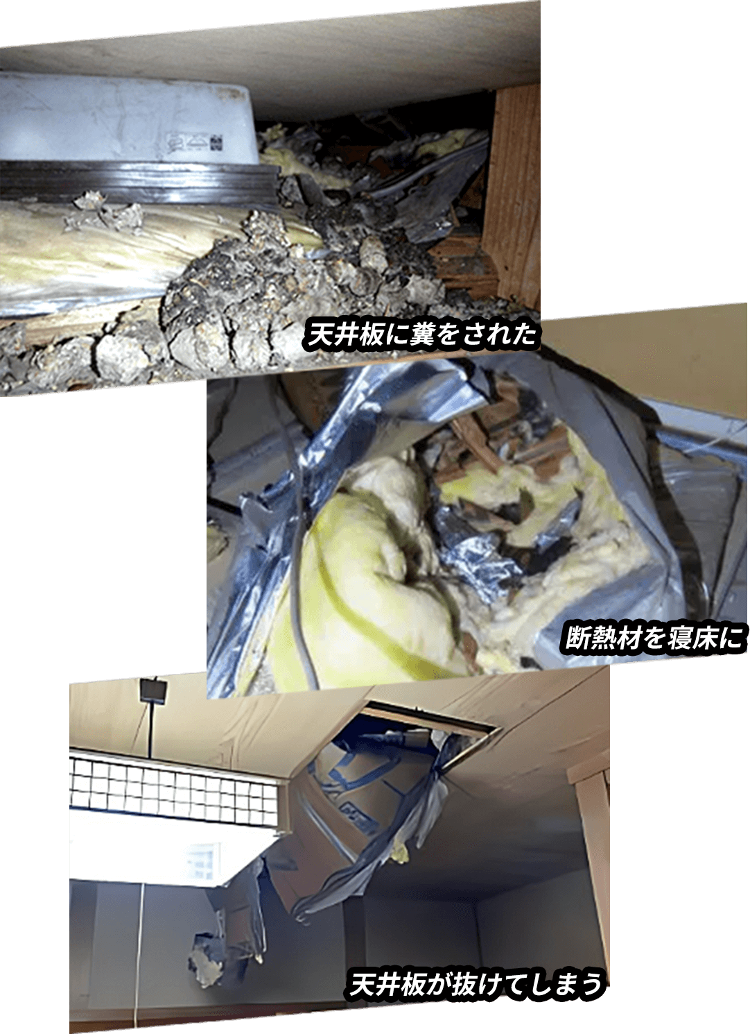 天井板に糞をされた/断熱材を寝床に/天井板が抜けてしまう