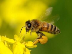 知っておきたい！ミツバチの生態 完全マニュアル | 佐賀・熊本・福岡でお困りの方・害虫害獣駆除専門業者プログラントへお任せ