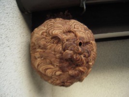 完全ガイド】スズメバチの巣の特徴と見分け方 | 株式会社プログラント