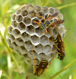 写真あり】アシナガバチの種類と巣＆刺された時の応急処置 ２０２４ 