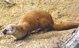 専門家が解説】イタチの生態について | 佐賀・熊本・福岡でお困りの方