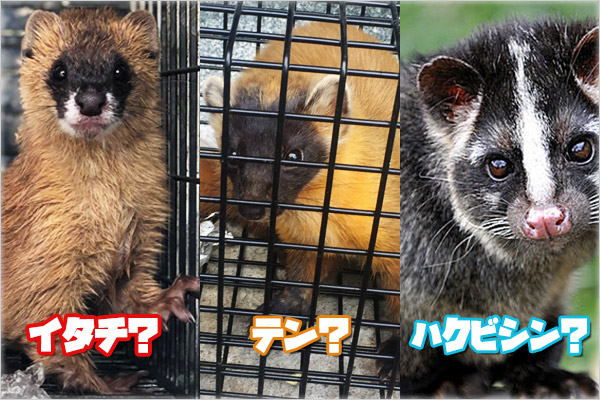 写真あり】イタチとテンとハクビシンの簡単な見分け方 | 佐賀・熊本