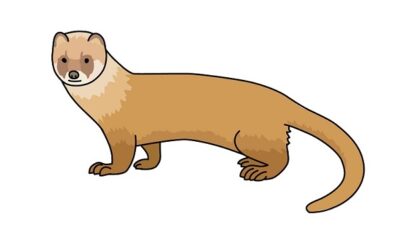 イタチん•*¨*•.¸♬︎ ヒタチのインパクト Victas ZX-Gear In [Photos & Information