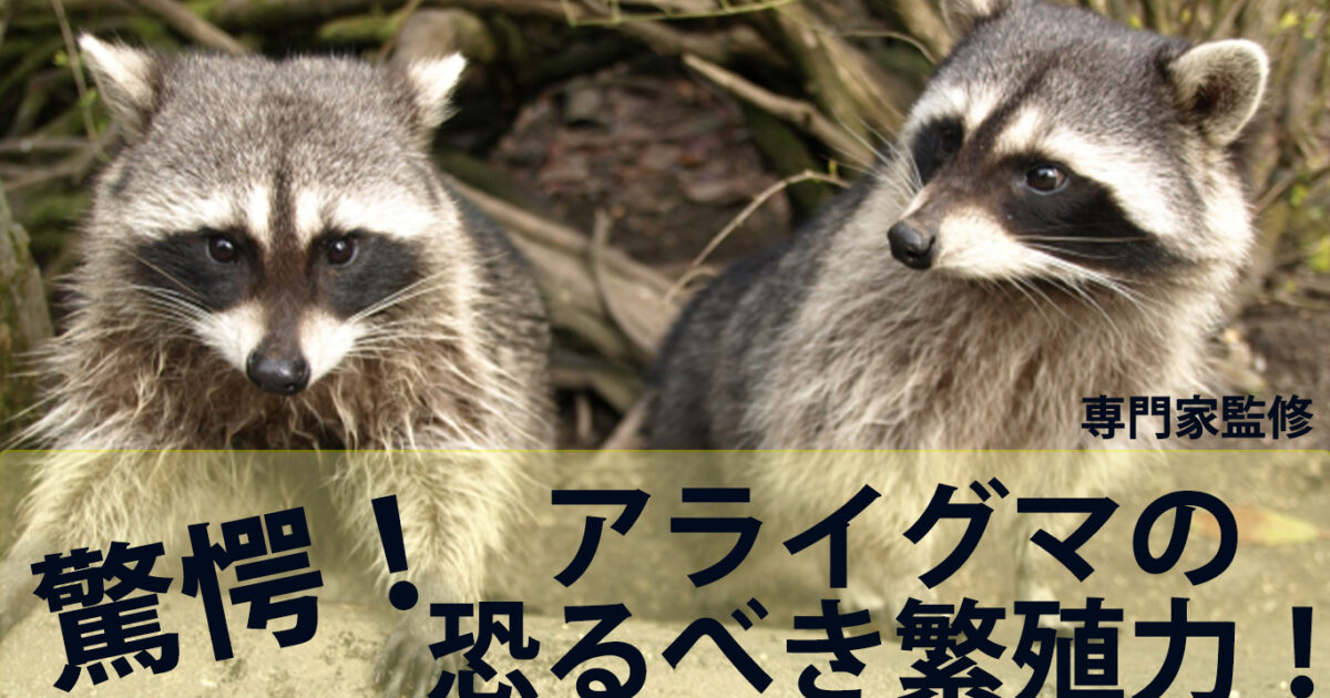 知っておくべきアライグマの繁殖力を専門家が解説！ | 佐賀・熊本・福岡でお困りの方・害虫害獣駆除専門業者プログラントへお任せ