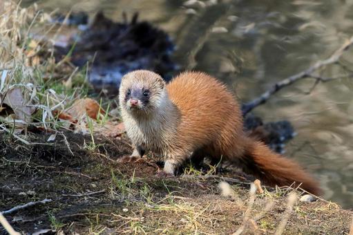 イタチ NARUTO-ナルト- 疾風伝 Combination Battle-うちはイタチ-｜商品情報