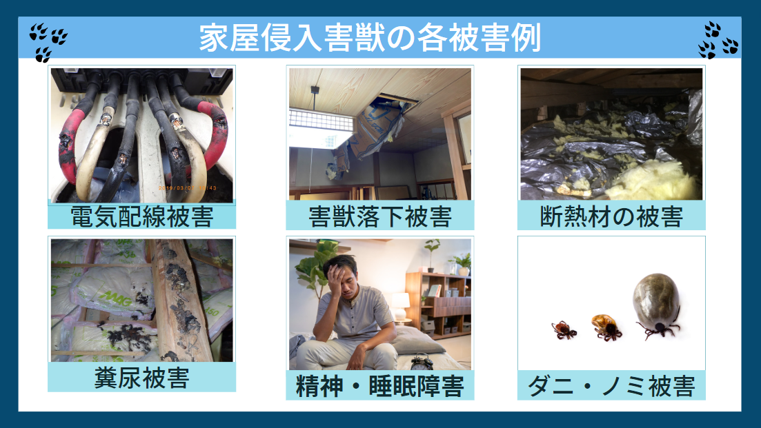 家屋侵入害獣の各被害例を示すインフォグラフィック。青い背景に「家屋侵入害獣の各被害例」のタイトル、四隅に動物の足跡マーク。6つの被害事例を2行3列で配置：上段左「電気配線被害」（かじられた配線の写真）、上段中央「害獣落下被害」（天井から落下した害獣の写真）、上段右「断熱材の被害」（荒らされた断熱材の写真）、下段左「糞尿被害」（木材に付着した糞の写真）、下段中央「精神・睡眠障害」（頭を抱える男性の写真）、下段右「ダニ・ノミ被害」（3匹の寄生虫の写真）。各事例は写真と説明文で構成され、害獣による実際の被害状況を視覚的に示している。 