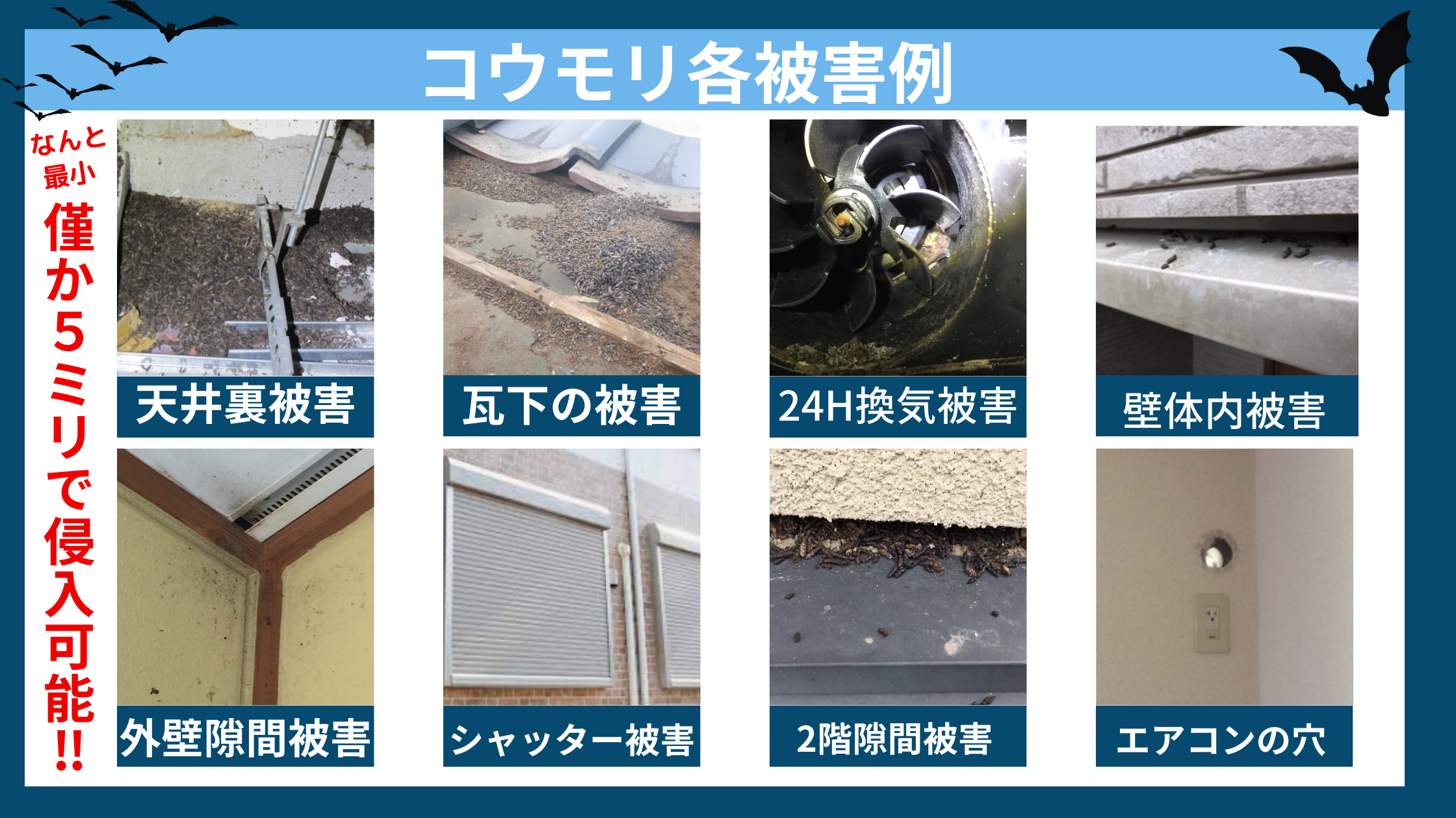 コウモリ各被害例を示すインフォグラフィック。青い背景に「コウモリ各被害例」のタイトル、左右にコウモリのシルエット。左側に縦書きで赤文字「なんと最小僅か5ミリで侵入可能!!」の警告文。8つの被害事例を2行4列で配置：上段左「天井裏被害」（天井裏の糞害写真）、上段左から2番目「瓦下の被害」（瓦下の糞害写真）、上段右から2番目「24H換気被害」（換気扇内の糞害写真）、上段右「壁体内被害」（壁内の糞害写真）、下段左「外壁隙間被害」（外壁の隙間写真）、下段左から2番目「シャッター被害」（シャッターボックス写真）、下段右から2番目「2階隙間被害」（2階部分の糞害写真）、下段右「エアコンの穴」（エアコン配管穴の写真）。各事例は実際の被害写真と説明文で構成され、コウモリによる様々な侵入経路と被害を視覚的に示している。 