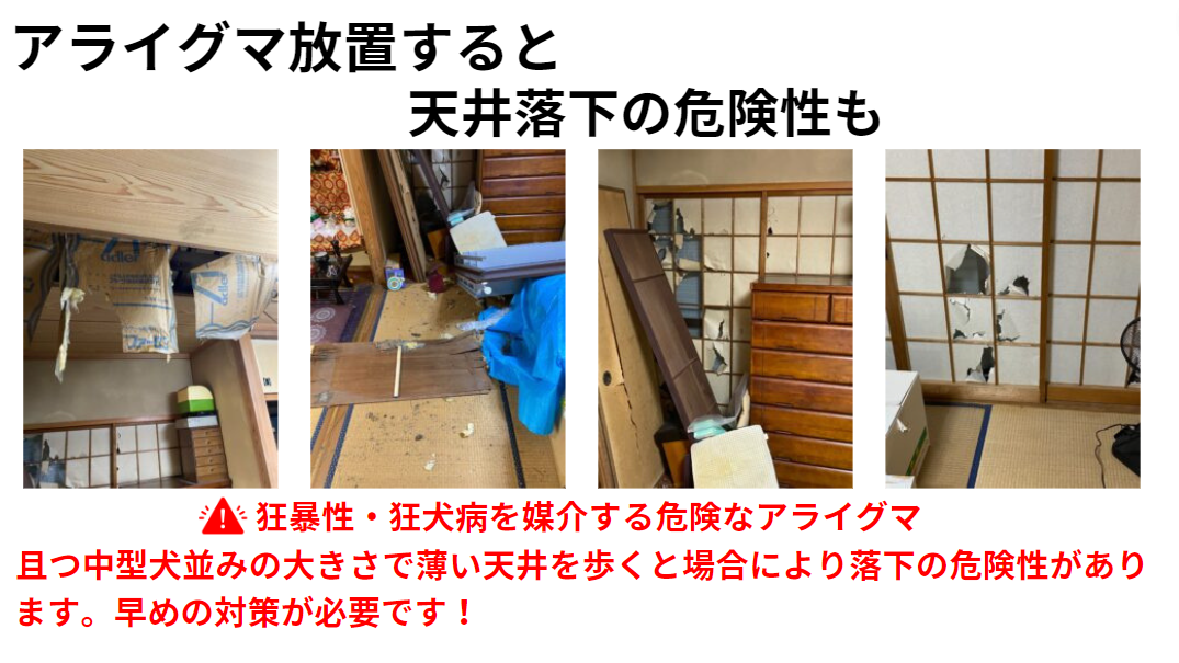 アライグマによる天井落下危険性を示すインフォグラフィック。上部に「アライグマ放置すると天井落下の危険性も」のタイトル。4枚の被害写真を横一列に配置：左から天井裏の荒らされた断熱材、床に落下した天井材と青いシート、破損した天井板と木材、破れた障子と散乱した畳。下部に赤い三角の警告マークと「狂暴性・狂犬病を媒介する危険なアライグマ」の警告文。「且つ中型犬並みの大きさで薄い天井を歩くと場合により落下の危険性があります。早めの対策が必要です！」の説明文が続く。 