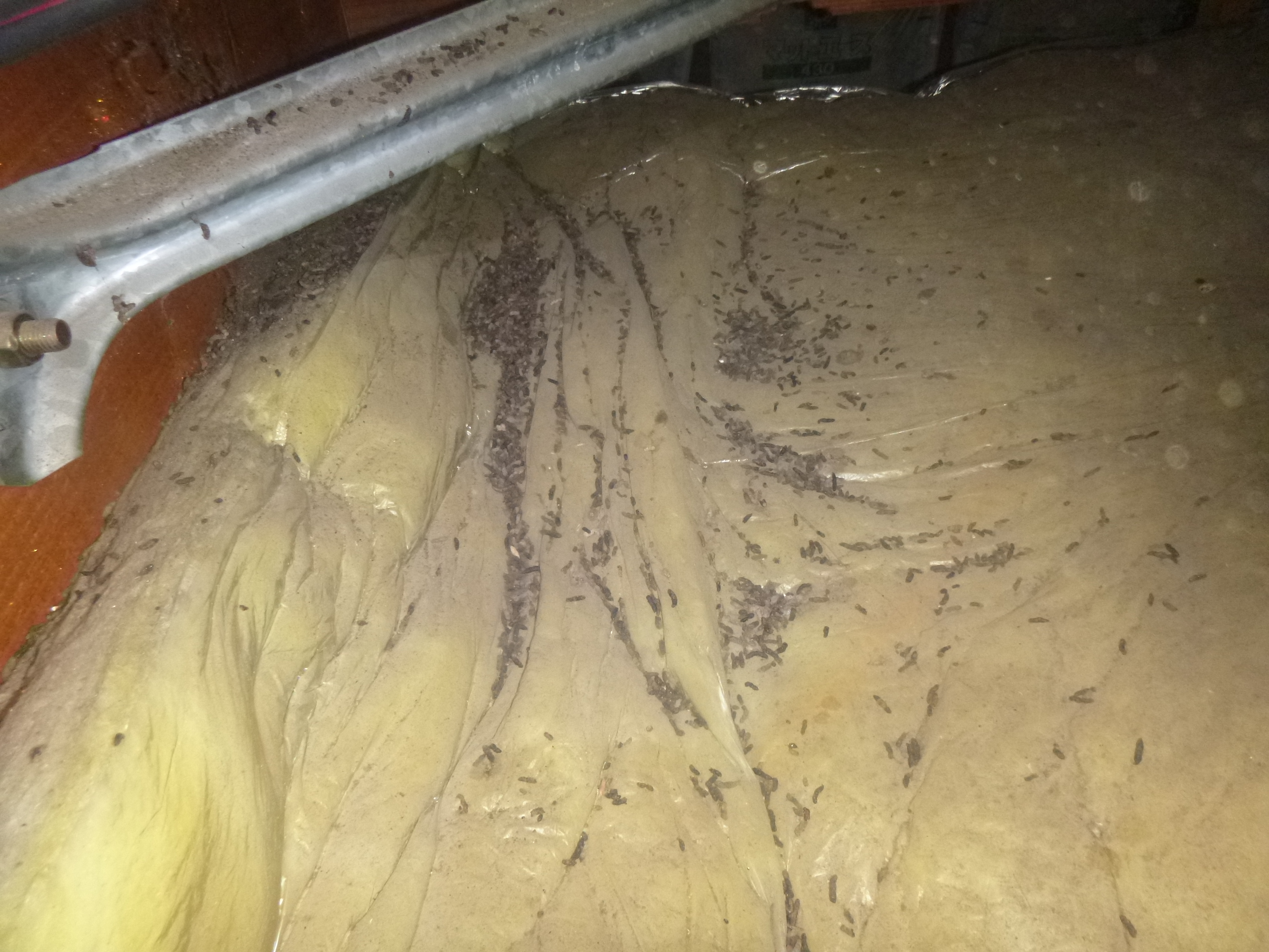 天井裏のコウモリのフン