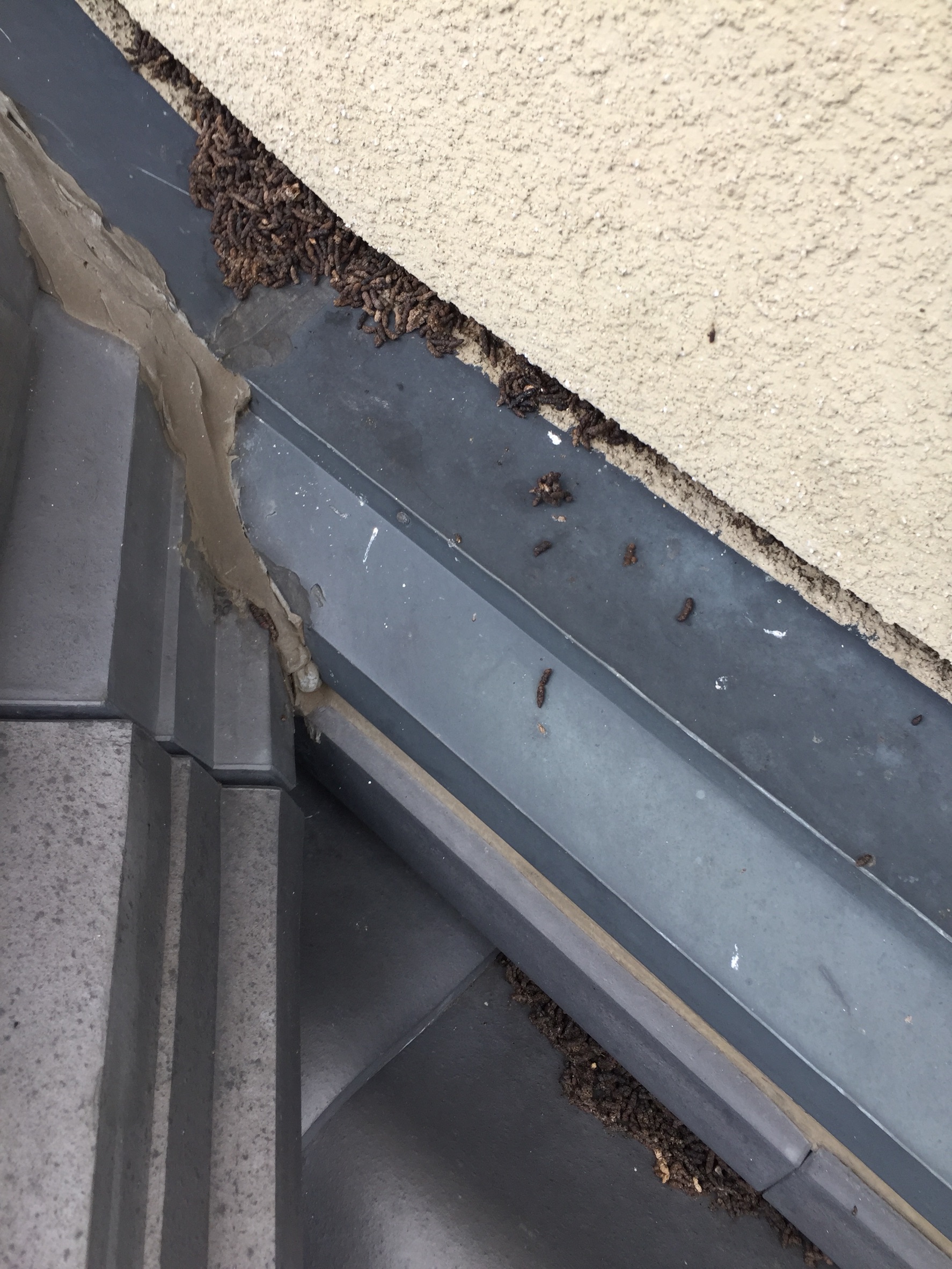 コウモリのフン