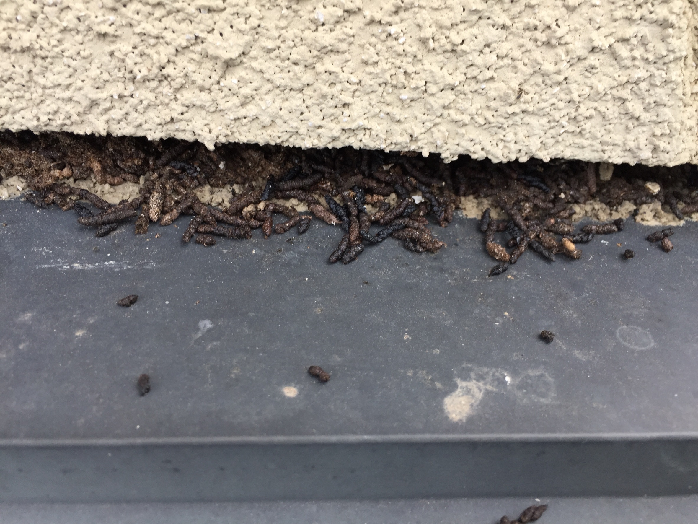 コウモリのフン