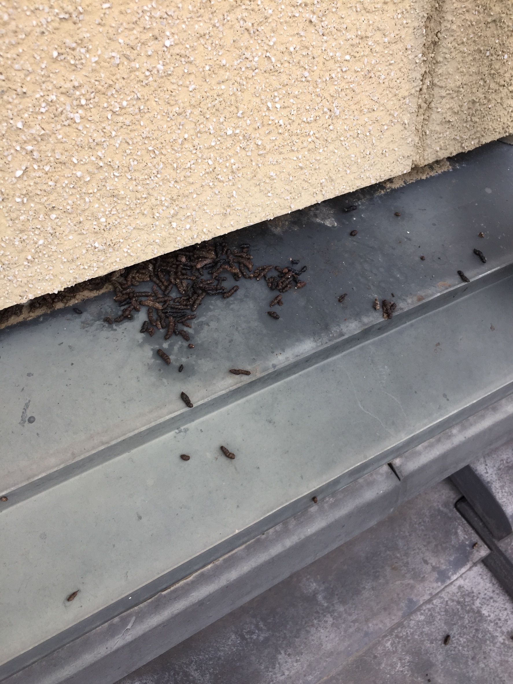 コウモリ フン害