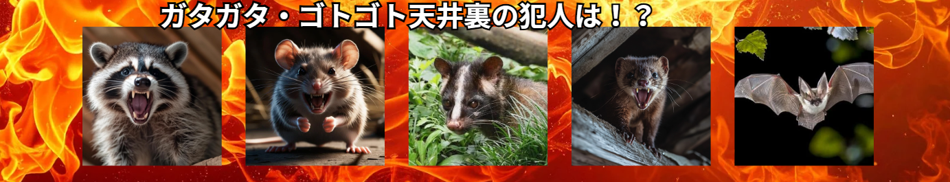 害獣被害を訴求するバナー画像。炎のような赤とオレンジの背景に「ガタガタ・ゴトゴト天井裏の犯人は！？」の白い文字。5匹の害獣の写真を横一列に配置：左から威嚇するアライグマ、口を開けて鳴くネズミ、草むらにいるアナグマまたはハクビシン、暗い場所で威嚇するイタチ、翼を広げたコウモリ。各動物の写真は四角いフレームに収められ、天井裏に潜む害獣の種類を視覚的に示している。 
