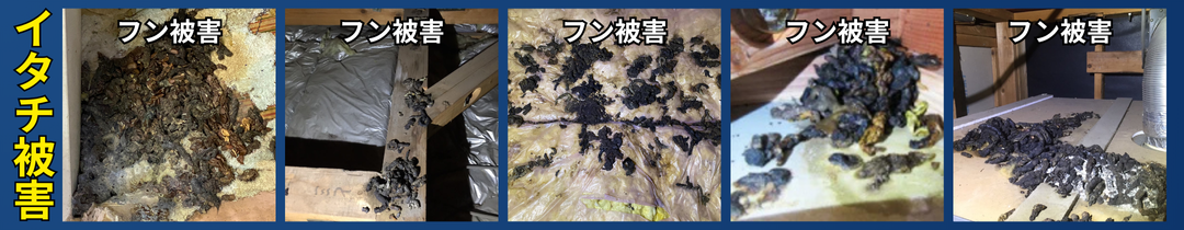 イタチによるフン被害の画像。