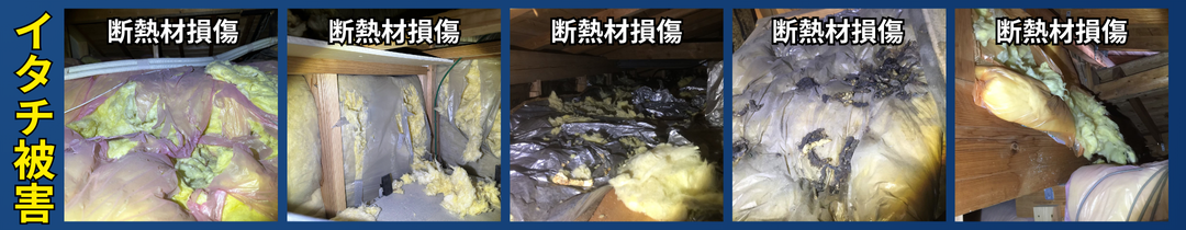 イタチによる断熱材損傷被害の画像。