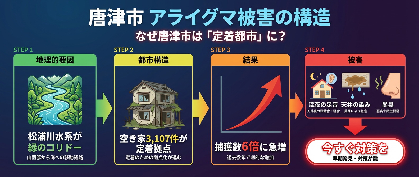 唐津市のアライグマ被害構造と「定着都市」化の要因。松浦川水系を移動経路(緑のコリドー)とし、市内3,107件の空き家を拠点に定着した結果、捕獲数が6倍に急増。深夜の足音や天井の染みなど具体的被害への早期対策を促す解説図