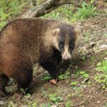 アナグマの写真