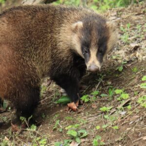 アナグマ 害獣（穴熊）の外観