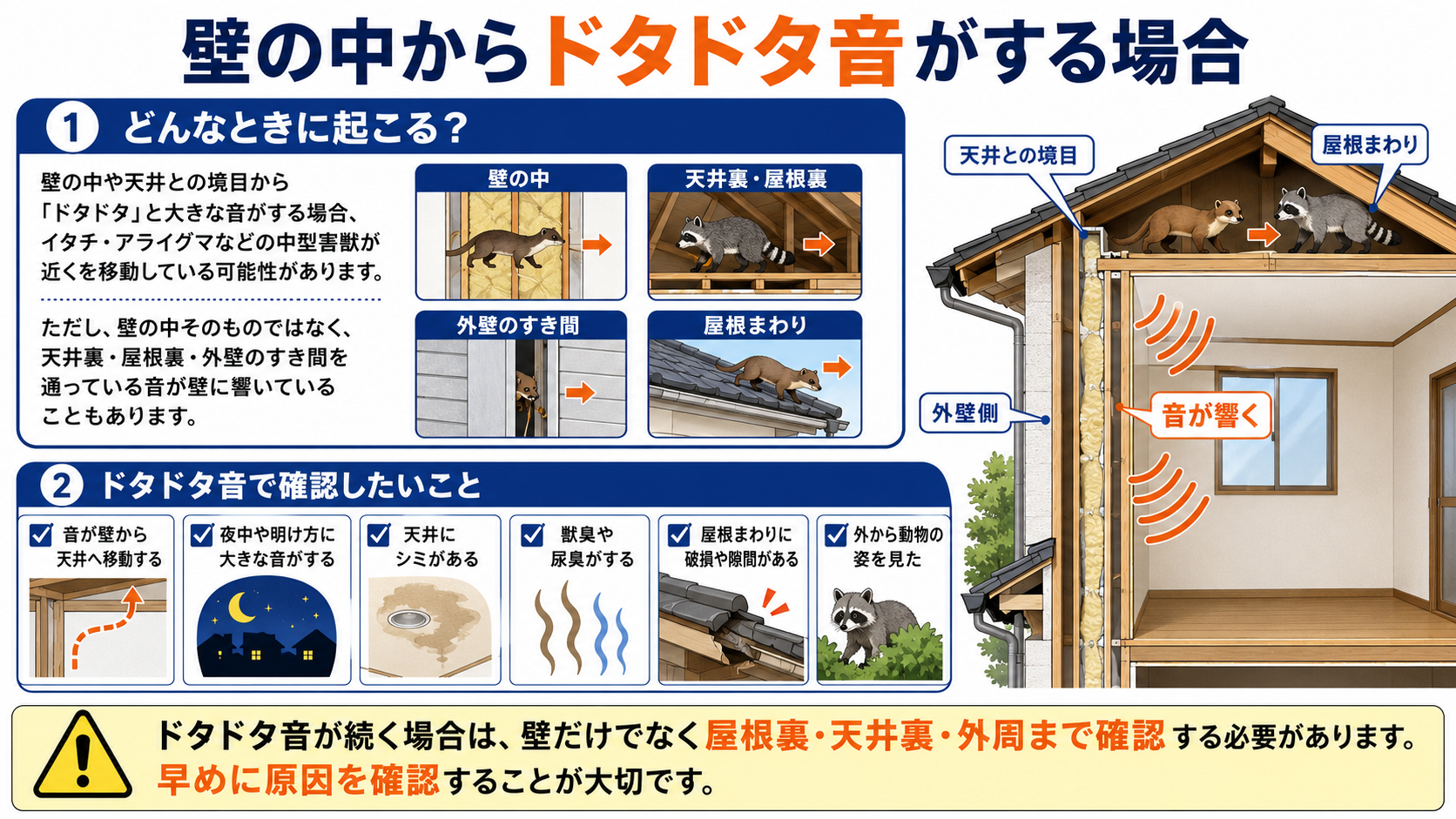 壁の中からドタドタ音がする場合に、イタチやアライグマなど中型害獣の可能性、確認ポイント、屋根裏や天井裏まで調べる必要性をまとめた解説図"