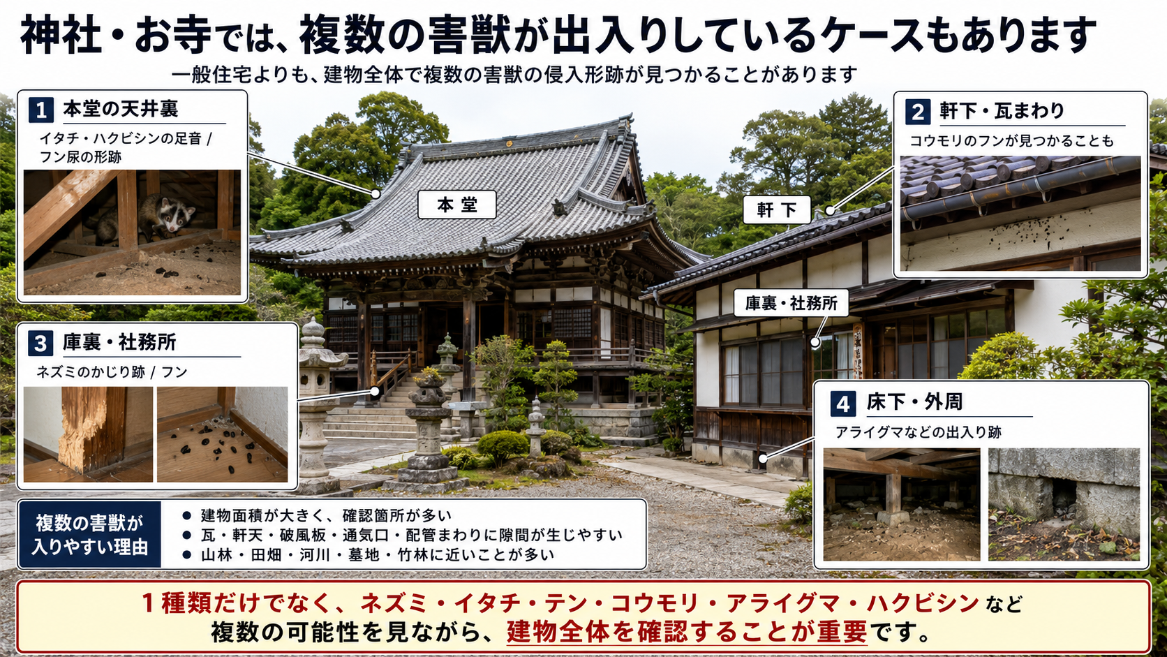 熊本・佐賀・福岡の神社・お寺で本堂天井裏や軒下、庫裏、床下に残るネズミ・イタチ・コウモリ・アライグマなど複数害獣の侵入形跡を解説 