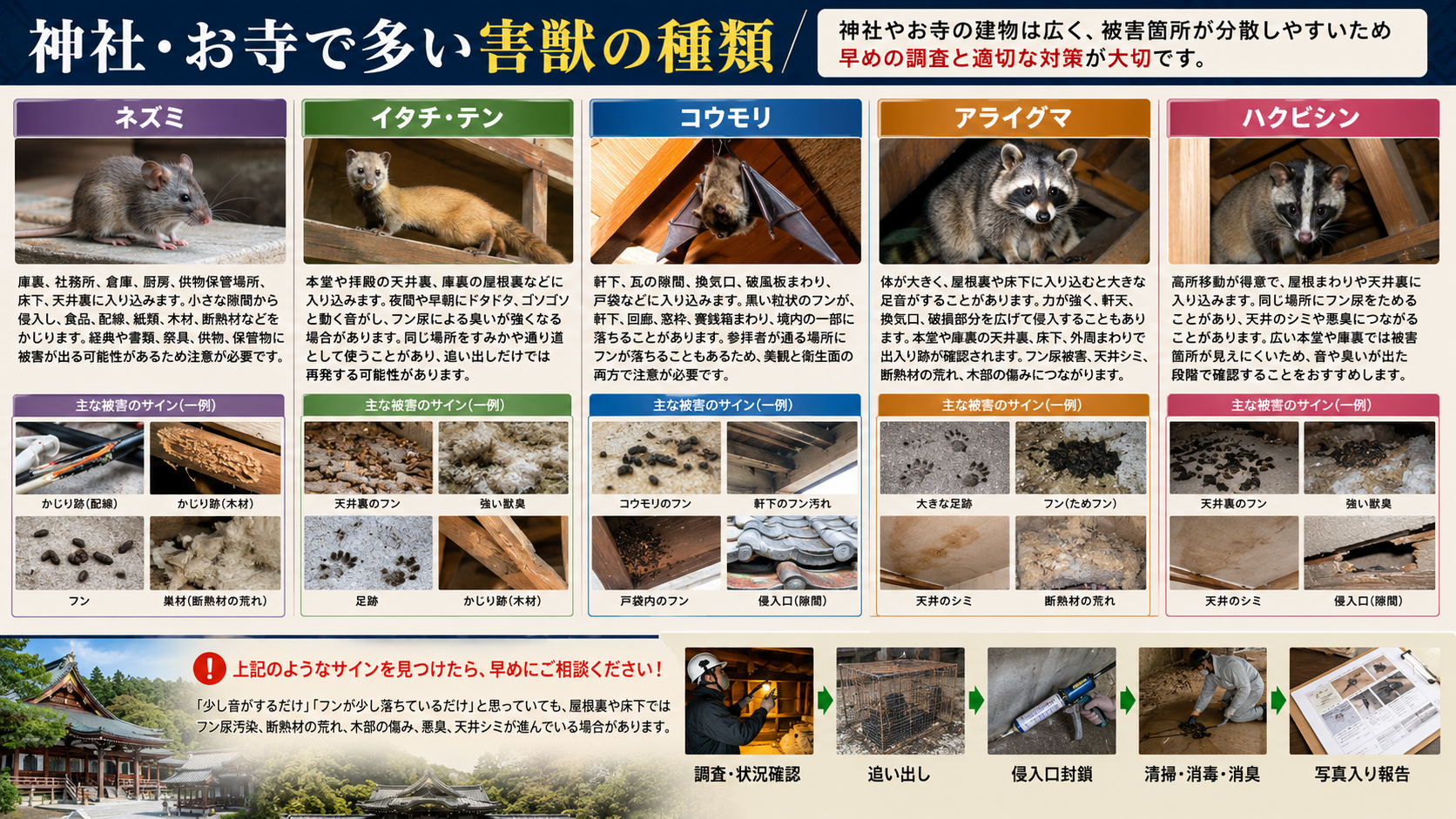 熊本・佐賀・福岡の神社やお寺で多い害獣の種類を解説した写真付き画像｜ネズミ・イタチ・テン・コウモリ・アライグマ・ハクビシンの被害サインと対策 