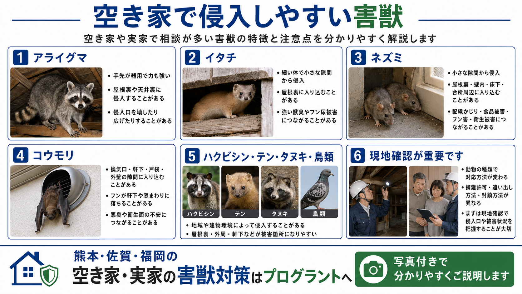 株式会社プログラントの空き家で侵入しやすい害獣を解説する画像。熊本・佐賀・福岡で、空き家や実家に侵入しやすいアライグマ、イタチ、ネズミ、コウモリ、ハクビシン、テン、タヌキ、鳥類の特徴や被害、現地確認の重要性を写真付きで紹介