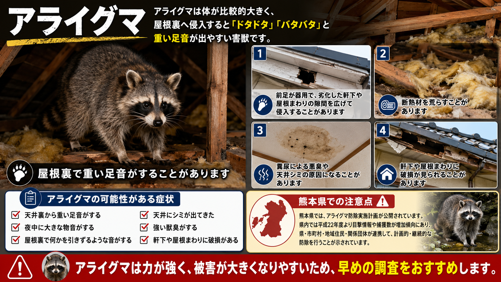 屋根裏に侵入したアライグマの重い足音や断熱材被害、糞尿による天井シミ、熊本県での防除注意点を解説した害獣被害チェック画像