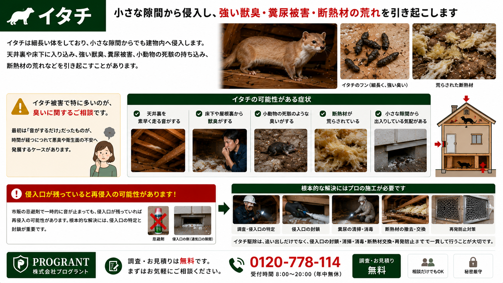 イタチ被害の特徴を解説した画像|小さな隙間から屋根裏や床下へ侵入し、素早い足音・強い獣臭・糞尿被害・死骸臭・断熱材の荒れ・再侵入リスクを案内