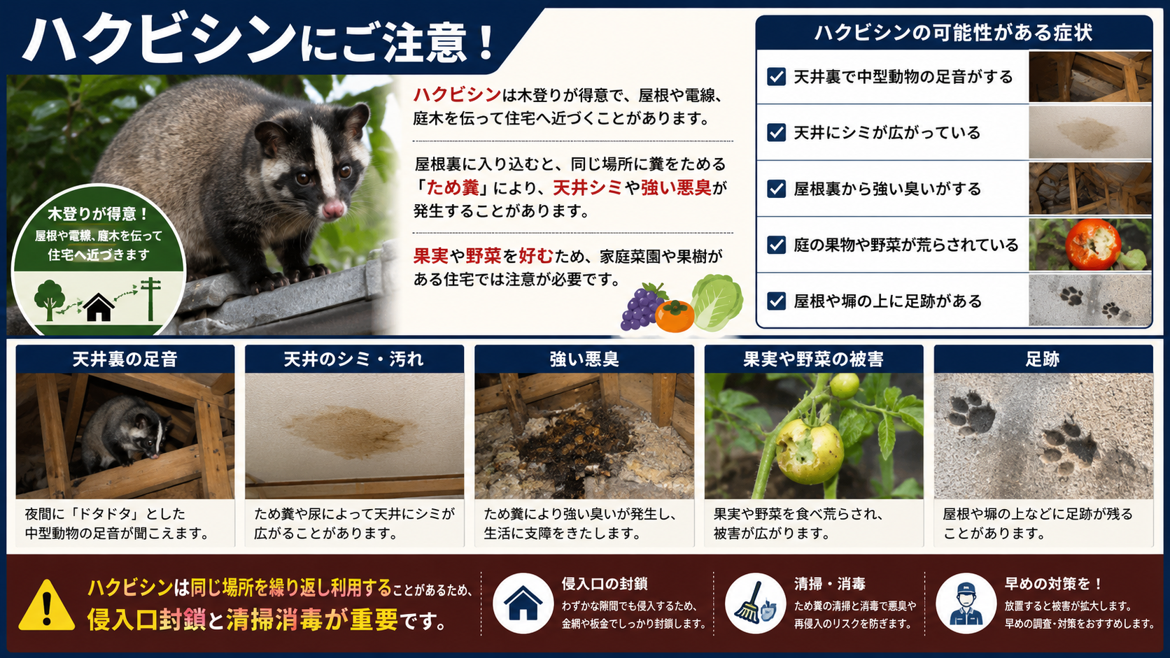 ハクビシンの屋根裏侵入によるため糞・天井シミ・悪臭・果実野菜被害・足跡の症状と、侵入口封鎖・清掃消毒の重要性を解説した画像
