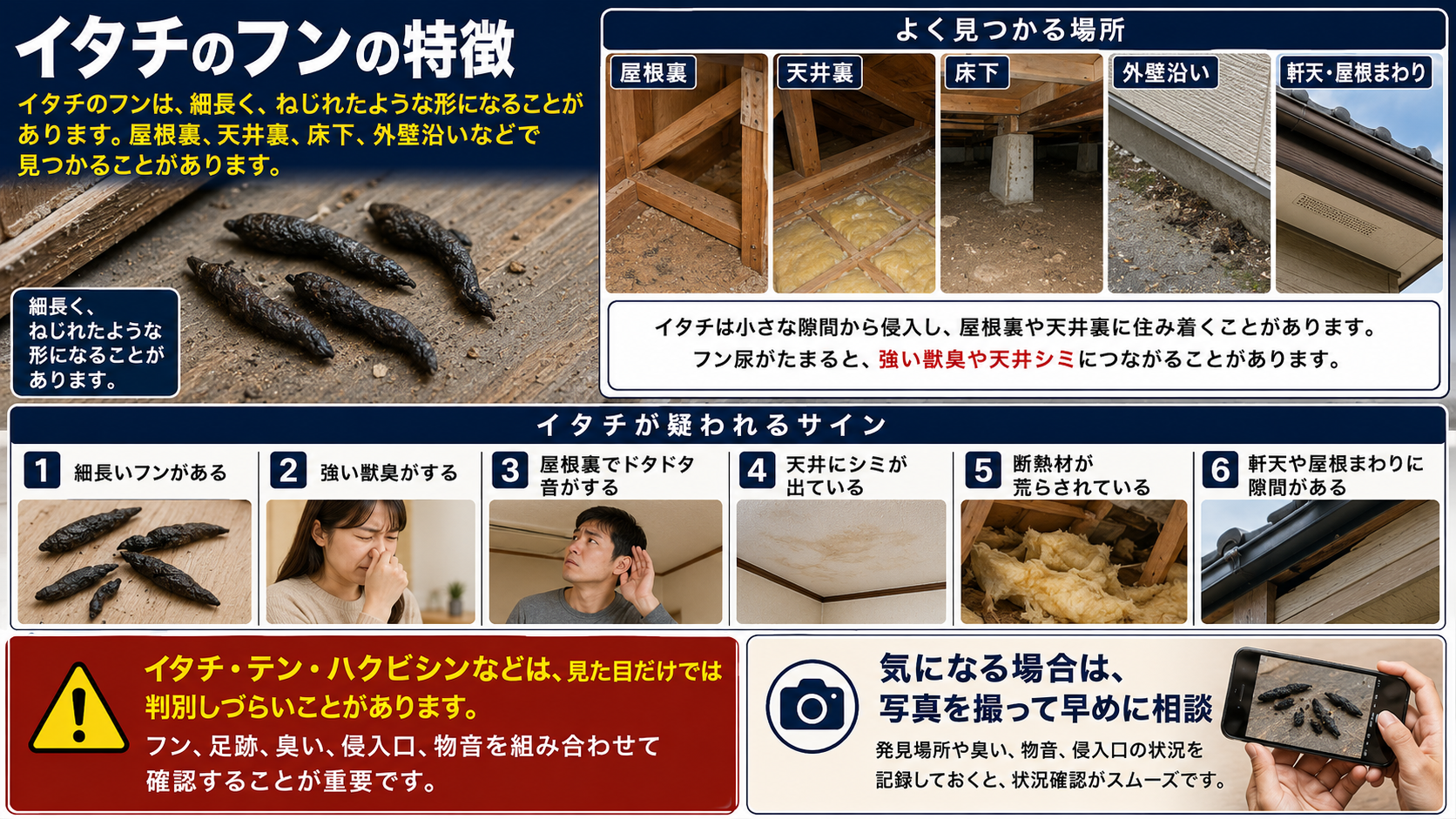 イタチのフンの特徴を写真付きで解説したインフォグラフィック。細長くねじれた形のフンの特徴、屋根裏・天井裏・床下・外壁沿い・軒天や屋根まわりの発見場所、強い獣臭、屋根裏の物音、天井シミ、断熱材の荒れ、侵入口の隙間などイタチが疑われるサインをまとめ、早めの相談を促す害獣対策画像。