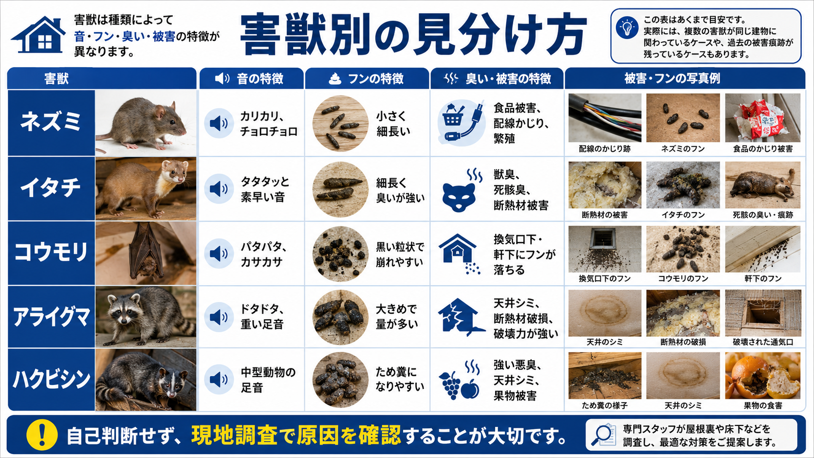 害獣別の見分け方を解説する写真付き画像。ネズミ、イタチ、コウモリ、アライグマ、ハクビシンの音の特徴、フンの特徴、臭い・被害の特徴を比較し、現地調査で原因確認する重要性を紹介