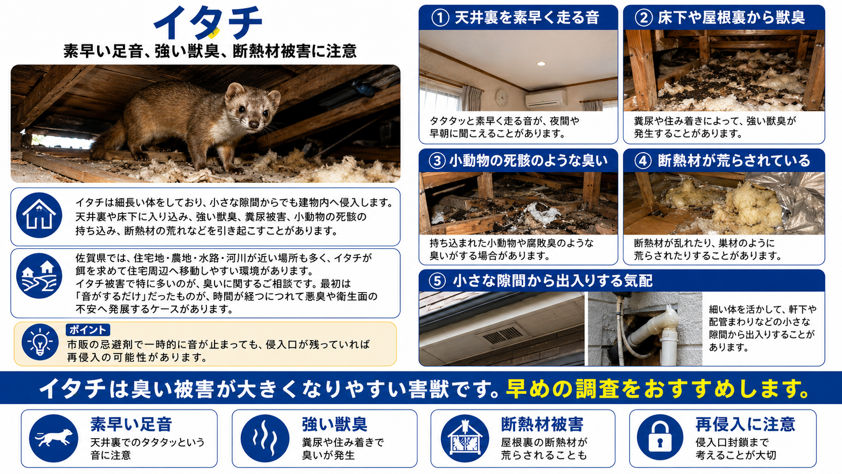 イタチによる害獣被害を解説する写真付き画像。天井裏を素早く走る音、床下や屋根裏からの獣臭、小動物の死骸のような臭い、断熱材被害、小さな隙間からの出入りなど、佐賀県で注意したい症状を紹介