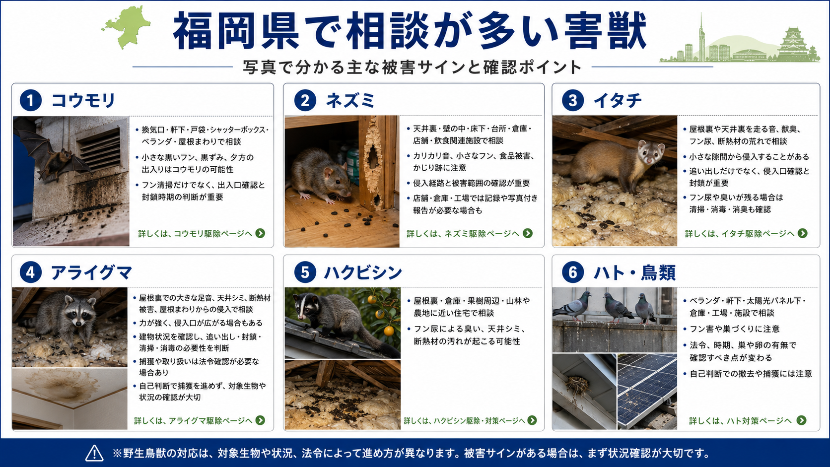 福岡県で相談が多い害獣として、コウモリ・ネズミ・イタチ・アライグマ・ハクビシン・ハトや鳥類の被害サインを写真付きで解説した画像