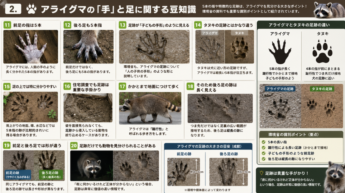 アライグマの前足・後ろ足と足跡の特徴を写真付きで解説。5本の長い指、子どもの手形のような足跡、蹠行性、タヌキとの足跡の違いを比較