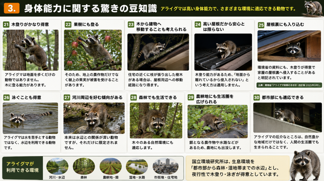 アライグマの身体能力と生息環境を写真付きで解説。木登り、果樹への移動、屋根裏侵入、泳ぐ能力、河川・森林・農耕地・都市部への適応