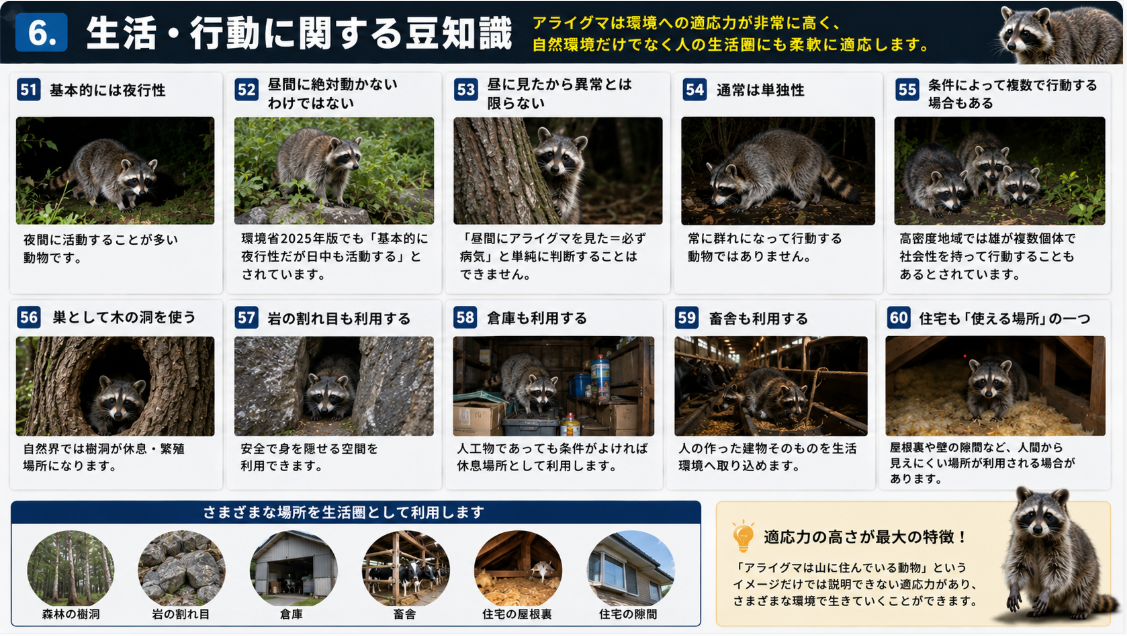 アライグマの生活・行動に関する豆知識を写真付きで解説。夜行性、昼間の活動、単独行動、複数行動、樹洞・岩の割れ目・倉庫・畜舎・住宅の屋根裏などを利用する習性