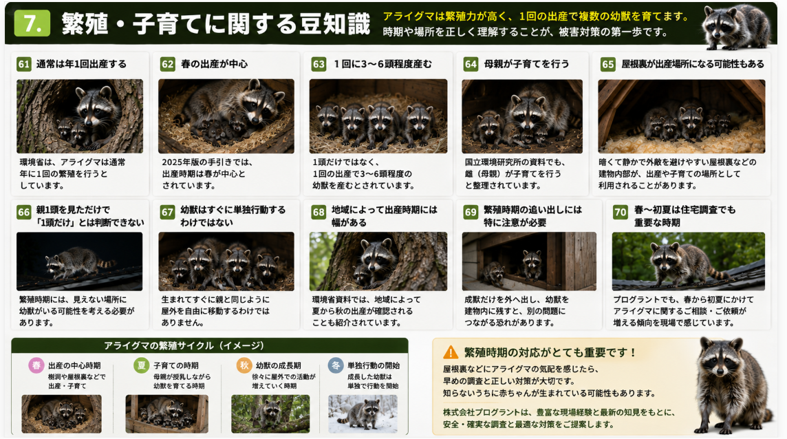 アライグマの繁殖・子育てに関する豆知識を写真付きで解説。年1回の出産、春を中心とした繁殖期、1回に3~6頭程度の幼獣、母親による子育て、屋根裏での出産や繁殖期の注意点