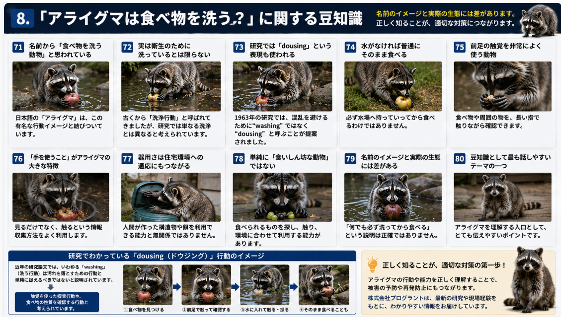アライグマが食べ物を洗うように見える行動を写真付きで解説。dousingと呼ばれる行動、前足の触覚、手を使った確認行動、水がなくても食べる習性