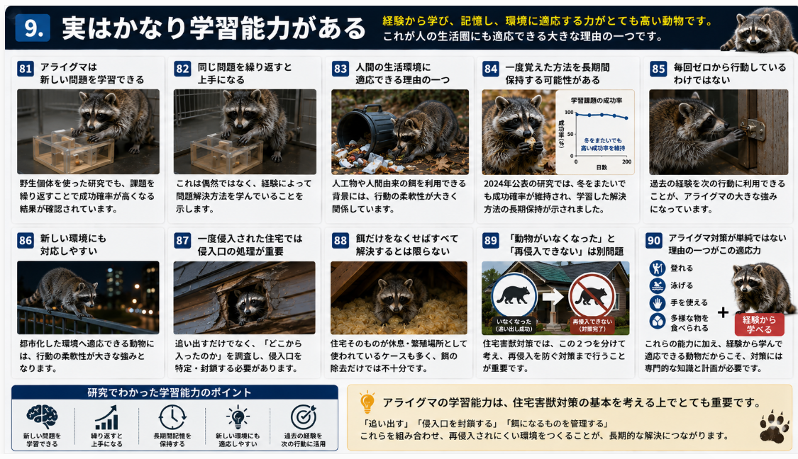 アライグマの高い学習能力と適応力を写真付きで解説。問題解決、経験からの学習、長期記憶、都市環境への適応、住宅への再侵入対策の重要性