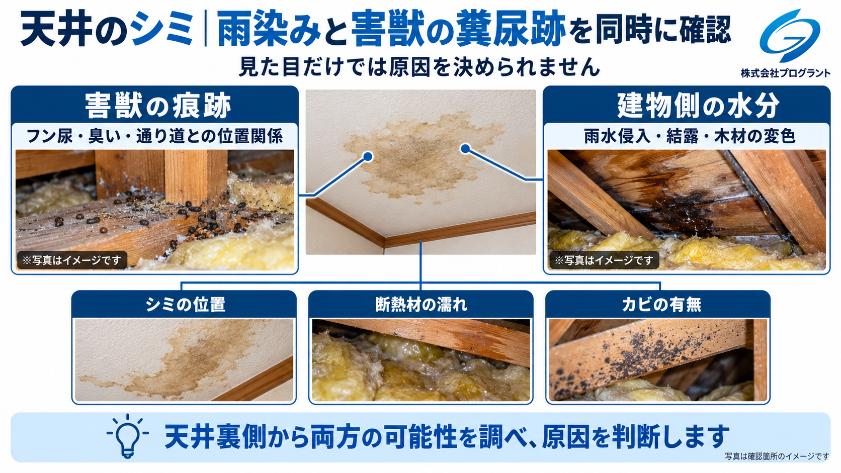 天井のシミについて、害獣のフン尿跡と雨漏り・結露の可能性を写真で比較した画像。天井裏側のフンや通り道、断熱材の濡れ、木材の変色、カビを確認する箇所を示しています。
