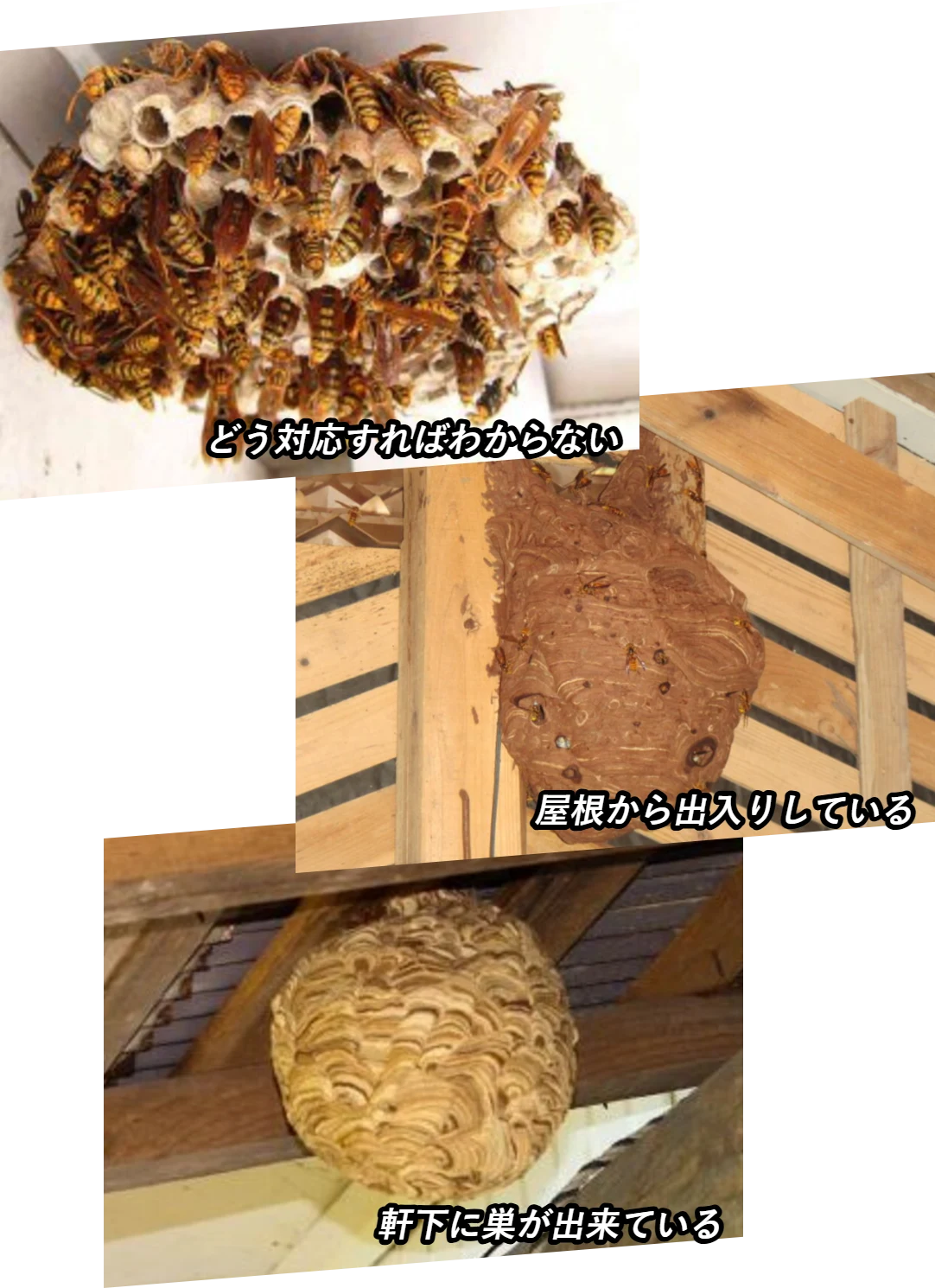 どう対応すればわからない/屋根から出入りしている/軒下に巣が出来ている