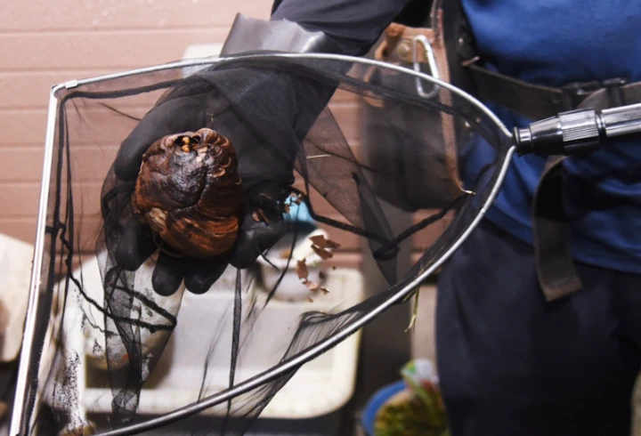 ハチの捕獲・巣の回収