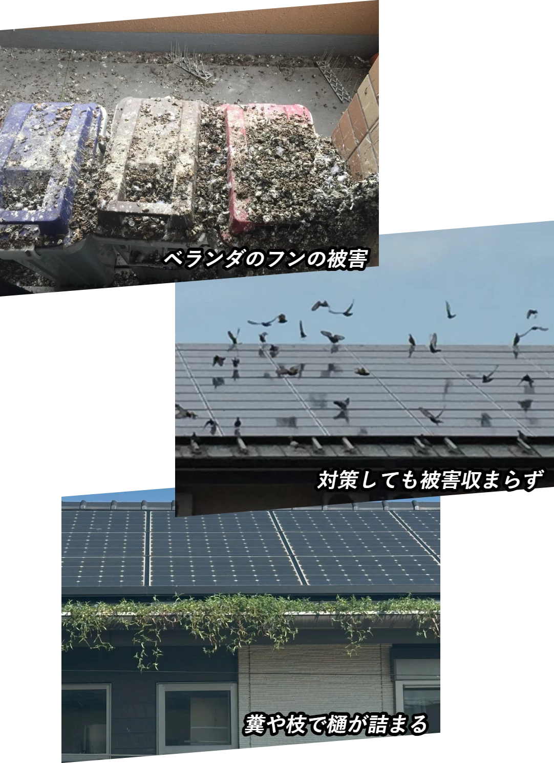 ベランダのフンの被害/対策しても被害収まらず/糞や枝で樋が詰まる