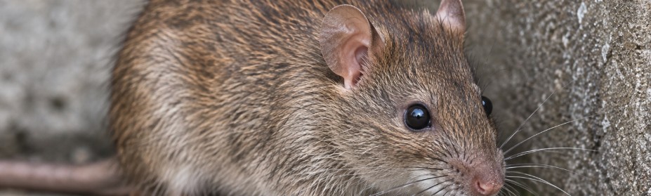 ネズミの被害イメージ