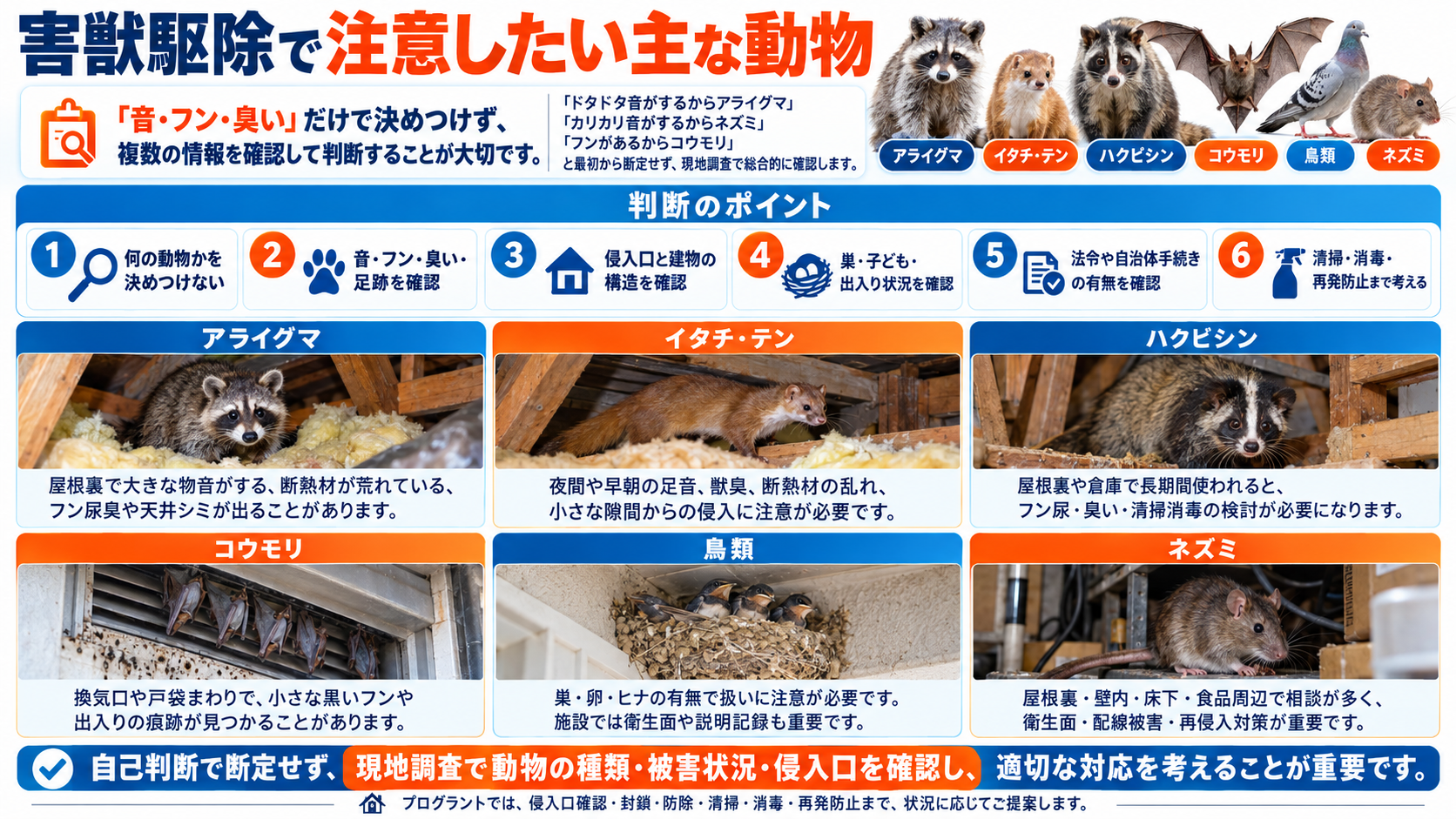 害獣駆除で注意したいアライグマ・イタチ・テン・ハクビシン・コウモリ・鳥類・ネズミの特徴と被害、判断ポイントを写真付きで解説するインフォグラフィック